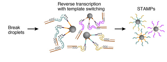 STAMPs-generation-drop-seq-microfluidics-single-cells-analysis-ARN-AND-barcode-complex-tissue